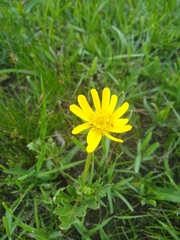 Ranunculus macranthus