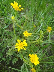 Ranunculus macranthus