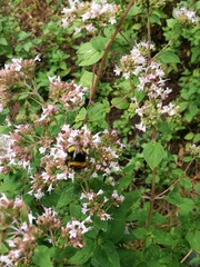 Bombus
