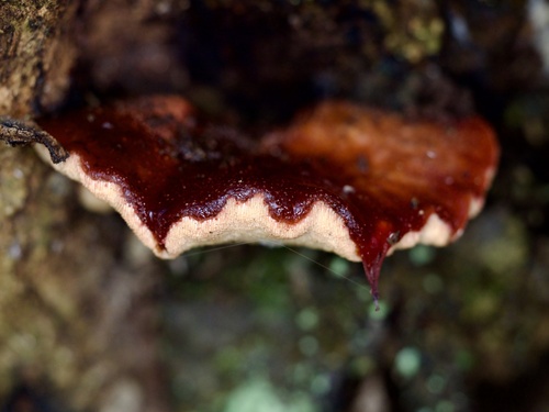 Fistulina hepatica