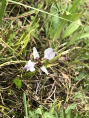 Astragalus alpinus