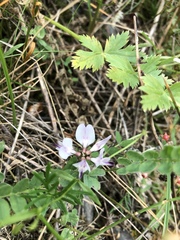 Astragalus alpinus