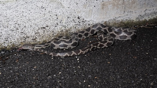 Yucatan Rat Snake