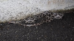 Yucatan Rat Snake photo 3