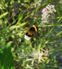 Bombus terrestris terrestris