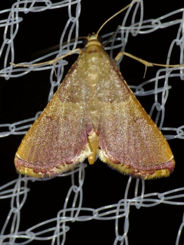 Endotricha mesenterialis photo 3
