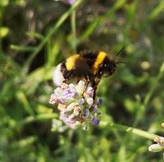 Bombus terrestris terrestris