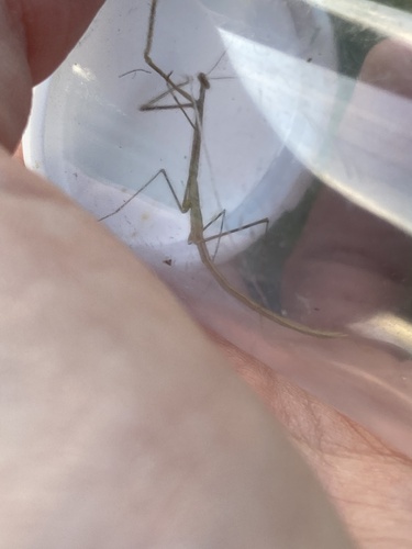 American Grass Mantis photo 3