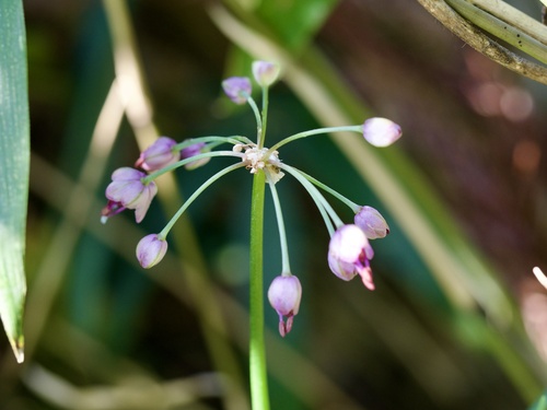 Allium chinense iNat (2)