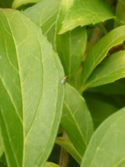 Diptera