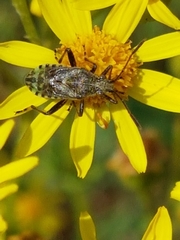 Stictopleurus abutilon