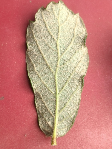 Quercus ariifolia