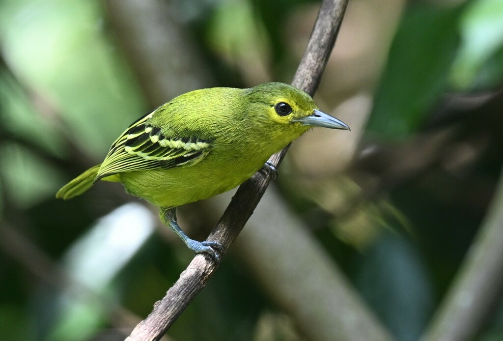 Green Iora