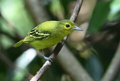 Green Iora photo 1