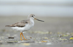 Terek Sandpiper photo 2