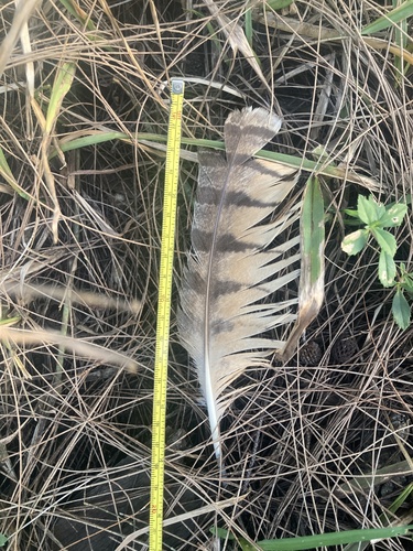 Great Horned Owl photographed in Florida