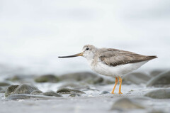 Terek Sandpiper photo 3