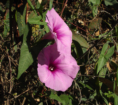 Ipomoea sagittata