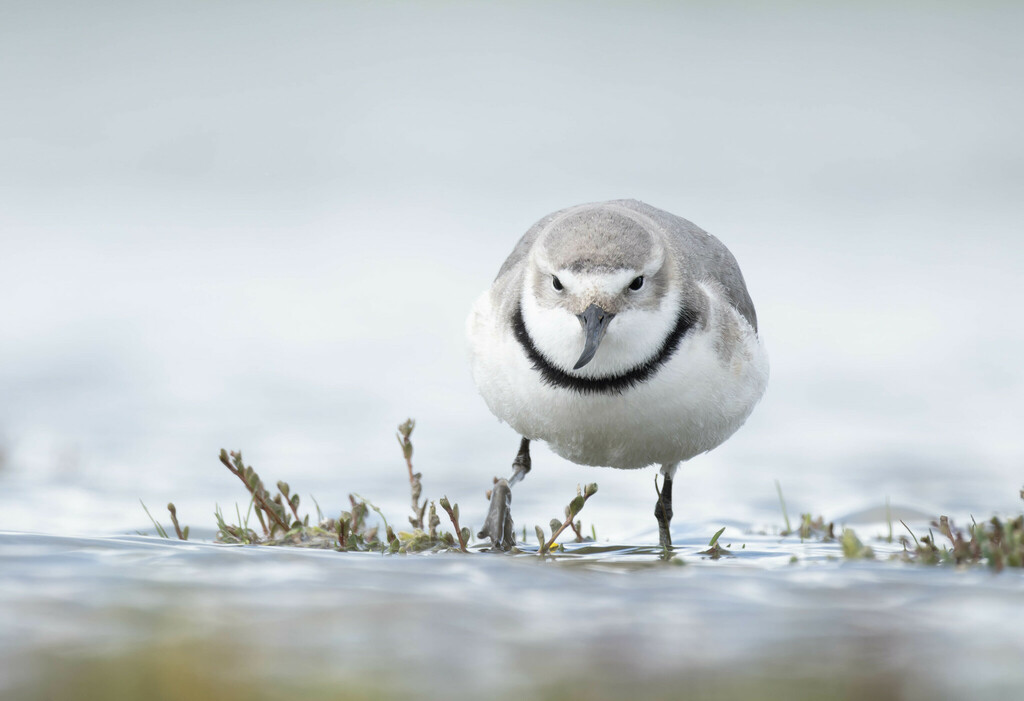 Wrybill (Anarhynchus frontalis) photo