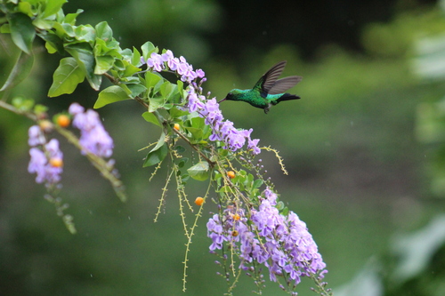 Red-billed Emerald (Chlorostilbon gibsoni)