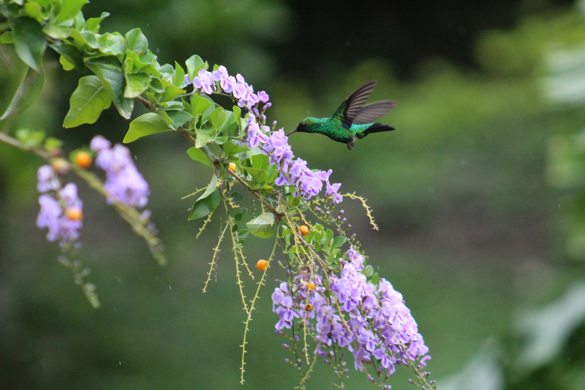 Red-billed Emerald (Chlorostilbon gibsoni), photo 1