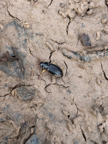 Pale-legged Gazelle Beetle photo 3