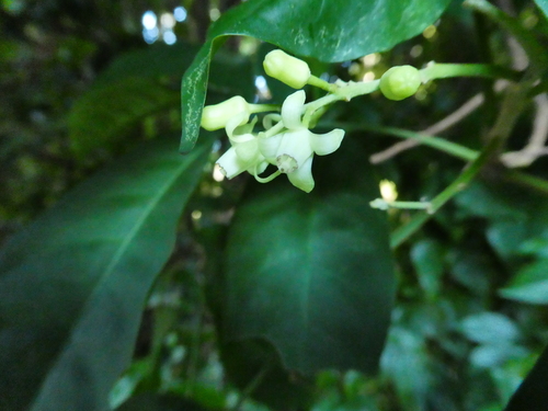 Goniocheton arborescens, photograph 2