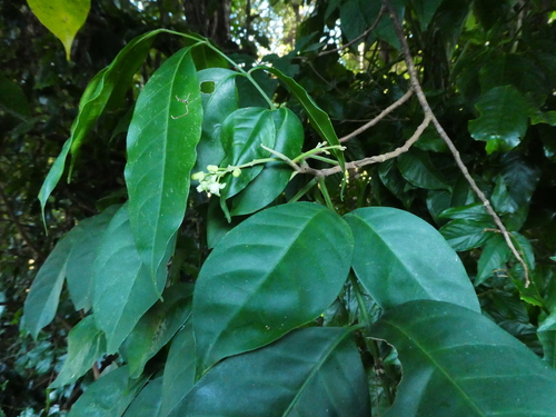 Goniocheton arborescens, photograph 3