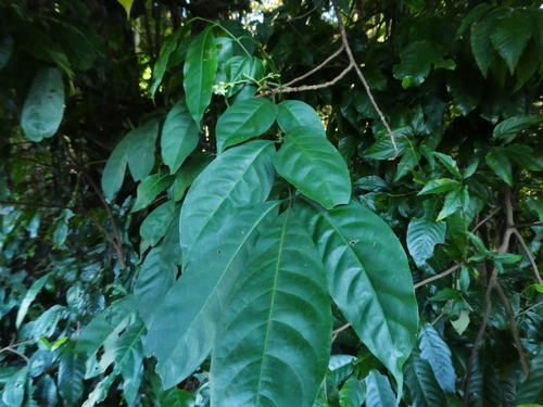 Goniocheton arborescens, photograph 4