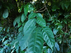 Goniocheton arborescens, photograph (c) Steve Fitzgerald, some rights reserved (CC BY-SA)