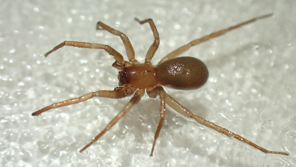 Cybaeodes madidus