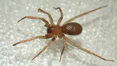 Cybaeodes madidus