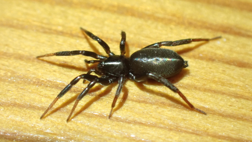 Drassyllus villicus