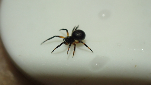 Lasaeola tristis