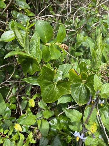 Dioscorea acerifolia