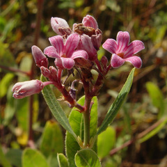 Apocynum venetum