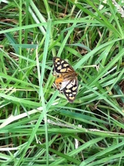 Heteronympha penelope