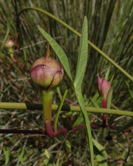 Ipomoea sagittata