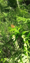 Coenonympha oedippus