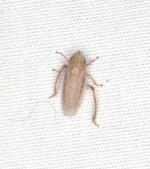 Prairiana