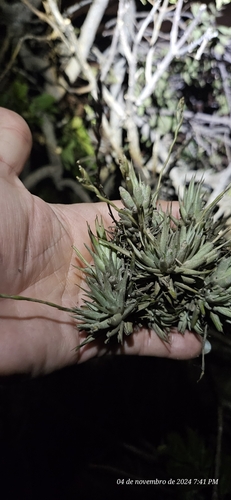 Image of Tillandsia Loliacea (Tillandsia loliacea) by (c) Celso Henrique Varela Rios, some rights reserved (CC BY)