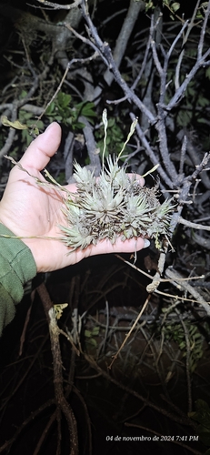 Image of Tillandsia Loliacea (Tillandsia loliacea) by (c) Celso Henrique Varela Rios, some rights reserved (CC BY)
