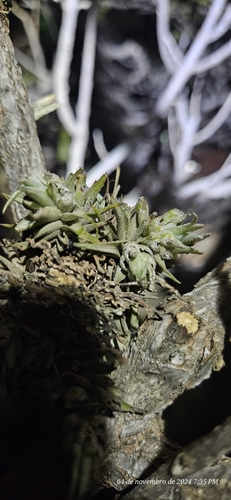 Image of Tillandsia loliacea by (c) Celso Henrique Varela Rios, some rights reserved (CC BY)