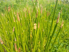 Eleocharis densa
