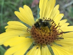 Bombus flavidus flavidus