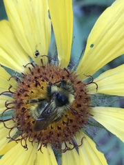 Bombus flavidus flavidus