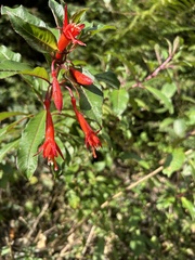 Fuchsia austromontana, photograph (c) Divya Mudappa, some rights reserved (CC BY-SA)