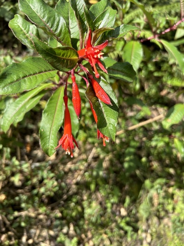 Fuchsia austromontana, photograph 4