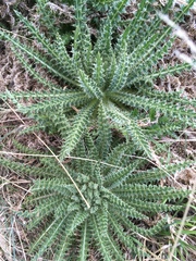 Cirsium scariosum