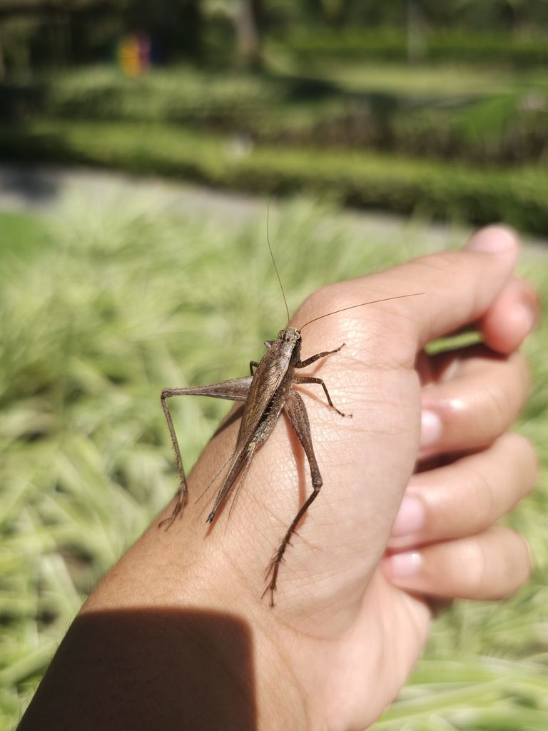 Eneoptera caliginosa